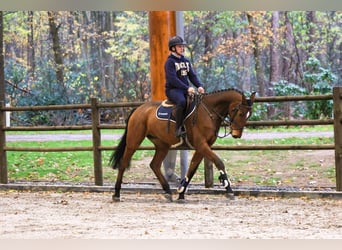 Duits rijpaard, Ruin, 6 Jaar, 168 cm, Bruin