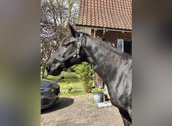 Duits rijpaard, Ruin, 6 Jaar, 168 cm, Zwartbruin