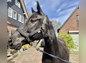 Duits rijpaard, Ruin, 6 Jaar, 168 cm, Zwartbruin