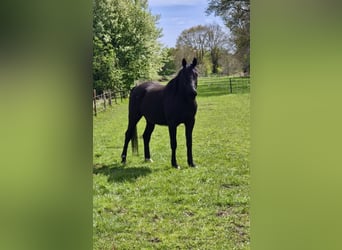 Duits rijpaard, Ruin, 6 Jaar, 168 cm, Zwartbruin