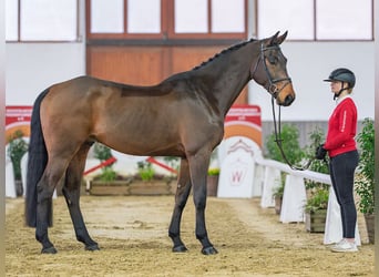 Duits rijpaard, Ruin, 6 Jaar