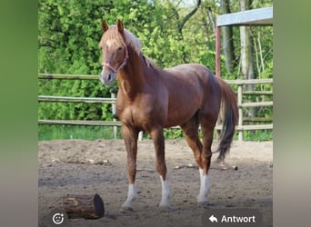 Duits rijpaard, Ruin, 6 Jaar, Vos