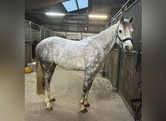 Duits rijpaard, Ruin, 7 Jaar, 158 cm, Schimmel