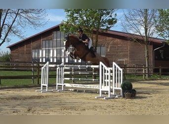 Duits rijpaard, Ruin, 7 Jaar, 173 cm, Vos