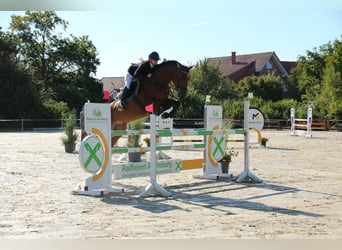 Duits rijpaard, Ruin, 7 Jaar, 175 cm, Bruin