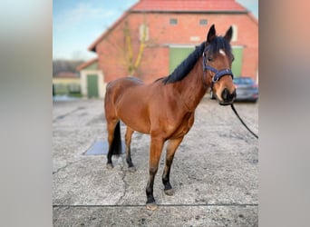 Duits rijpaard, Ruin, 8 Jaar, 155 cm, Vos