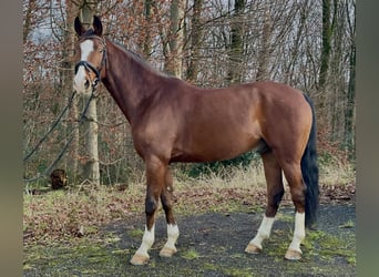 Duits rijpaard, Ruin, 8 Jaar, 164 cm, Bruin