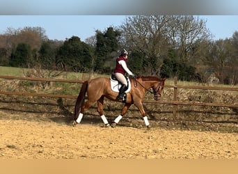 Duits rijpaard Mix, Ruin, 8 Jaar, 170 cm, Vos