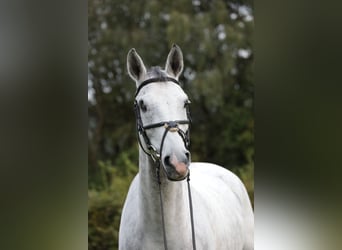 Duits rijpaard, Ruin, 8 Jaar, 171 cm, Schimmel