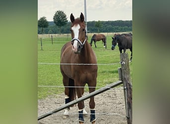 Duits rijpaard, Ruin, 8 Jaar, 174 cm, Vos