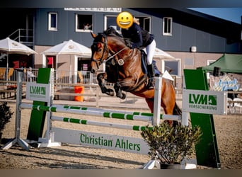 Deutsches Reitpferd, Wallach, 8 Jahre, 175 cm, Dunkelbrauner