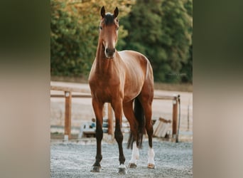 Duits rijpaard, Ruin, 8 Jaar, 179 cm, Bruin