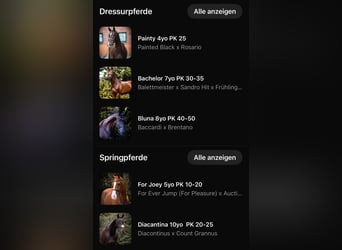Duits rijpaard, Ruin, 8 Jaar