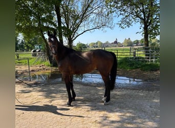 Duits rijpaard, Ruin, 9 Jaar, 172 cm, Donkerbruin