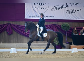 Duits sportpaard, Hengst, 12 Jaar, 168 cm, Donkerbruin