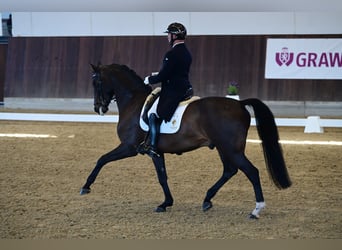 Duits sportpaard, Hengst, 12 Jaar, 168 cm, Donkerbruin
