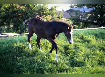 Duits sportpaard, Hengst, 1 Jaar, 143 cm, Donkerbruin