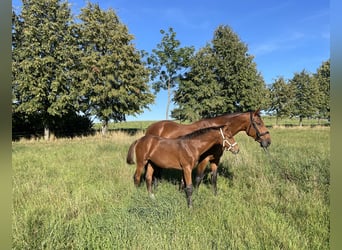 Duits sportpaard, Hengst, 1 Jaar, 155 cm, Brauner