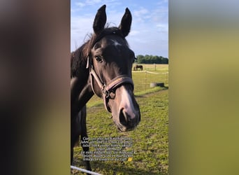 Duits sportpaard, Hengst, 1 Jaar, 156 cm, kan schimmel zijn
