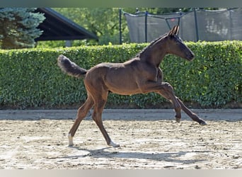 Duits sportpaard, Hengst, 1 Jaar, 157 cm, Zwartbruin