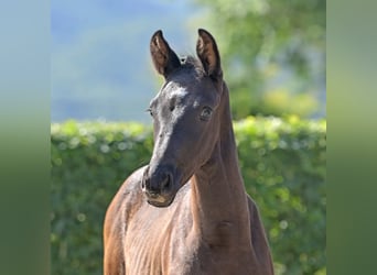 Duits sportpaard, Hengst, 1 Jaar, 157 cm, Zwartbruin