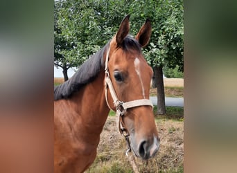Duits sportpaard, Hengst, 1 Jaar, 159 cm, Bruin