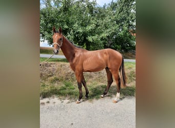 Duits sportpaard, Hengst, 1 Jaar, 159 cm, Bruin
