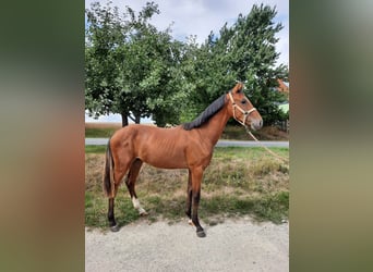 Duits sportpaard, Hengst, 1 Jaar, 159 cm, Bruin