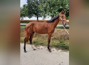 Duits sportpaard, Hengst, 1 Jaar, 159 cm, Bruin