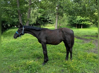 Duits sportpaard, Hengst, 1 Jaar, 165 cm, Zwart