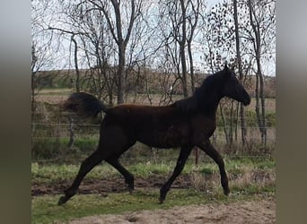 Duits sportpaard, Hengst, 1 Jaar, 165 cm, Zwart