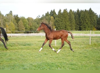 Duits sportpaard, Hengst, 1 Jaar, 168 cm, Brauner