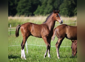 Duits sportpaard, Hengst, 1 Jaar, 168 cm, Bruin
