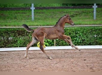 Duits sportpaard, Hengst, 1 Jaar, 168 cm, Bruin