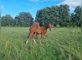 Duits sportpaard, Hengst, 1 Jaar, 168 cm, Bruin