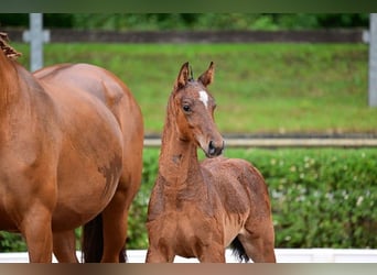 Duits sportpaard, Hengst, 1 Jaar, 168 cm, Bruin