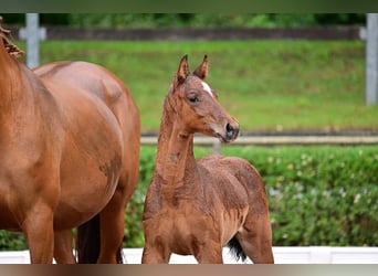 Duits sportpaard, Hengst, 1 Jaar, 168 cm, Bruin