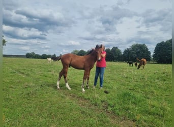 Duits sportpaard, Hengst, 1 Jaar, 168 cm, Bruin