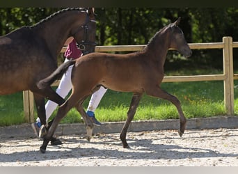 Duits sportpaard, Hengst, 1 Jaar, 168 cm, Donkerbruin