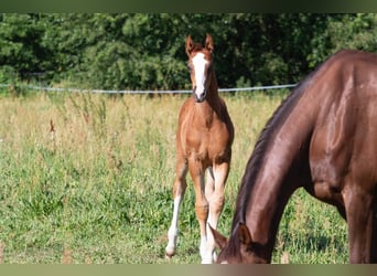Duits sportpaard, Hengst, 1 Jaar, 168 cm, Vos