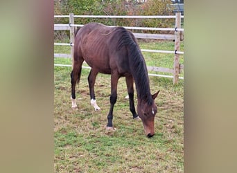Duits sportpaard, Hengst, 1 Jaar, 169 cm, Brauner