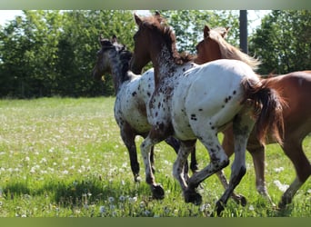 Duits sportpaard, Hengst, 1 Jaar, 170 cm, Appaloosa