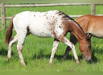 Duits sportpaard, Hengst, 1 Jaar, 170 cm, Appaloosa