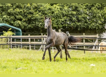 Duits sportpaard, Hengst, 1 Jaar, 170 cm, Blauwschimmel