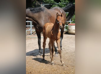 Duits sportpaard, Hengst, 1 Jaar, 170 cm, Bruin