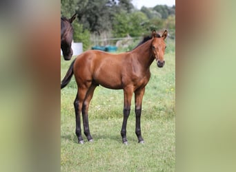 Duits sportpaard, Hengst, 1 Jaar, 170 cm, Bruin