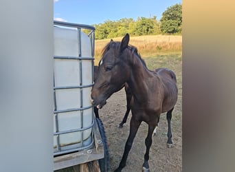 Duits sportpaard, Hengst, 1 Jaar, 170 cm, Donkerbruin