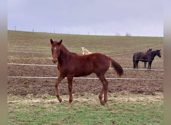 Duits sportpaard, Hengst, 1 Jaar, 170 cm, Donkere-vos