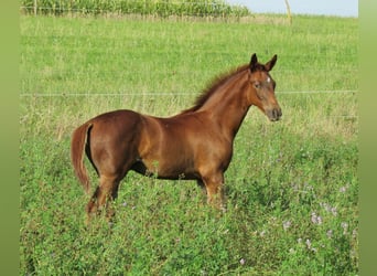 Duits sportpaard, Hengst, 1 Jaar, 170 cm, Donkere-vos