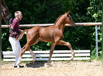 Duits sportpaard, Hengst, 1 Jaar, 170 cm, Donkere-vos